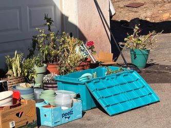 FREE PLANTS & POTS