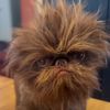 Chewie 