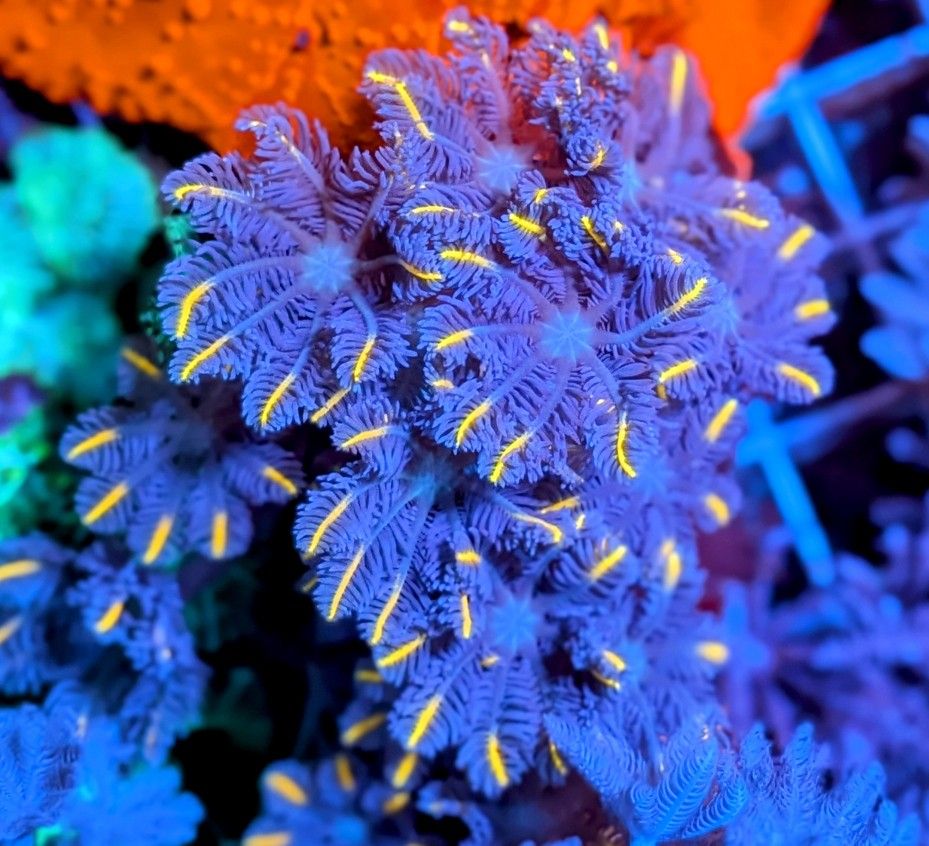 Aquarium Decor/Saltwater Items/Fish Tank Stuff/Reef