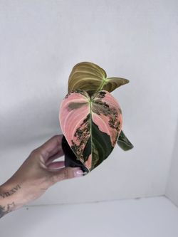 Philodendron Melanochrysum Orange Variegated Plant