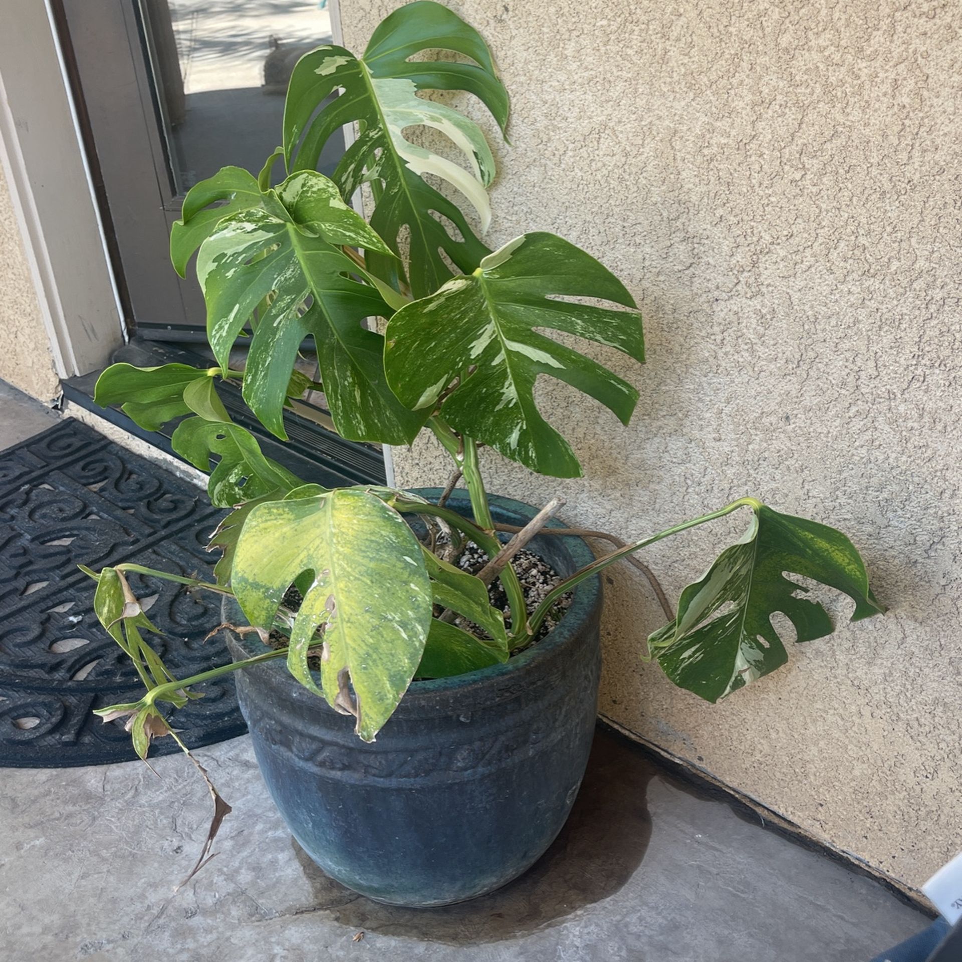 Large Variegated Monstera, Monstera Albo for Sale in San Bernardino, CA