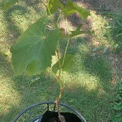 grape vine