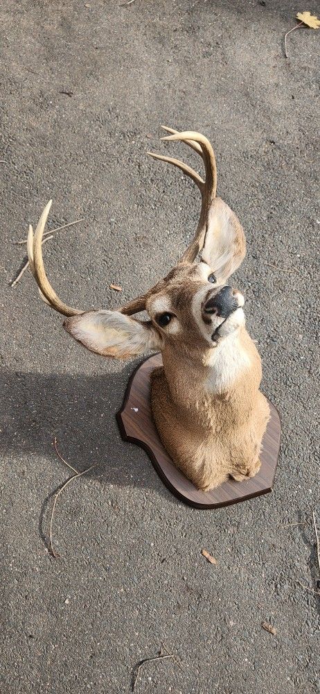 Mounted Deer