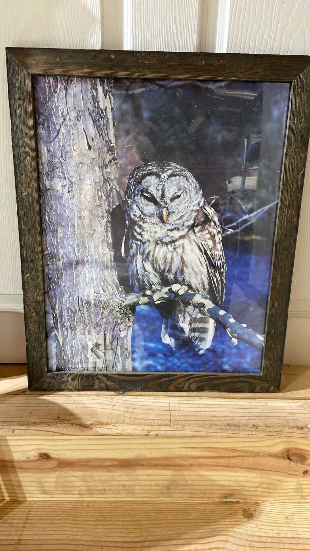 Owl Picture