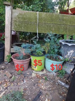 Ruda plant