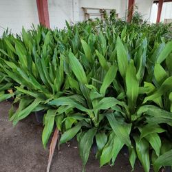 Lush Green Mature Plants, Irrigation System And Water Tanks