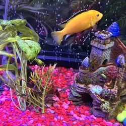65 Gallon Fish Tank 