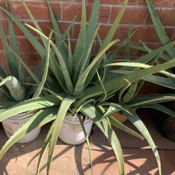 Beautiful Nice Plants Available At A Discounted Price