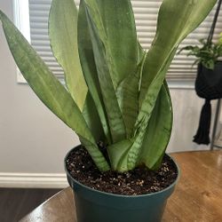 Moonshine Snake Plant- 8” Nursery Pot