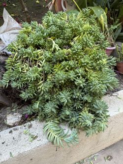 Jumbo Size, Beads, Donkey Tail Plant Very Large Size