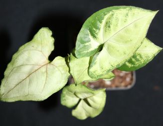 Syngonium Moonlight – Fully Rooted | Cream & Green Variegated Arrowhead Plant