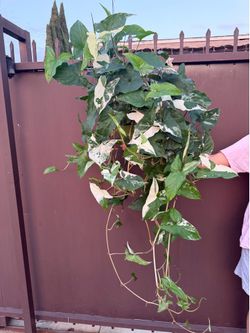 6” huge syngonium albo