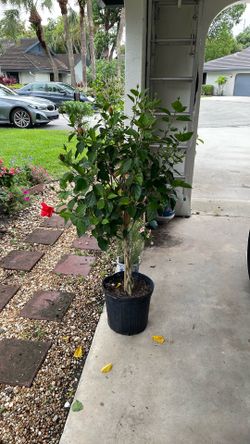 Braided dwarf hibiscus tree