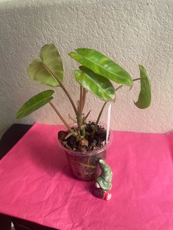 Philodendron Burle Marx