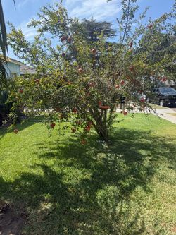 Granada Tree(Pomegranate )