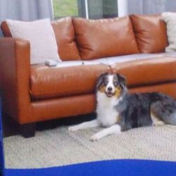 Scatmat Indoor Pet Training Mat