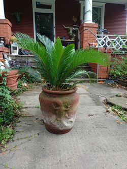 Flower pots