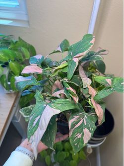 Syngonium Pink Splash - 6” pot