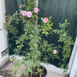 Cecile Brunner Climbing Plant,  6 Feet Tall In 5 Gallóns Pot Pick Up Only