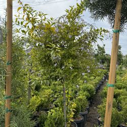 Duranta ‘Gold Edge’ – Patio Tree