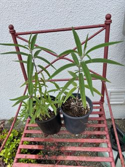 Mexican sage -salvia mexicana