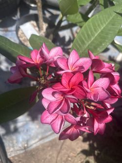 Plumeria JJ Messina