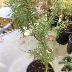 Rosemary Plants