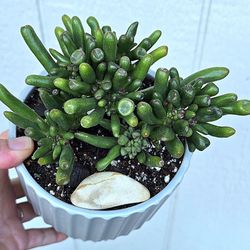 Potted Crassula Obvata Gollum Aka E.T Fingers