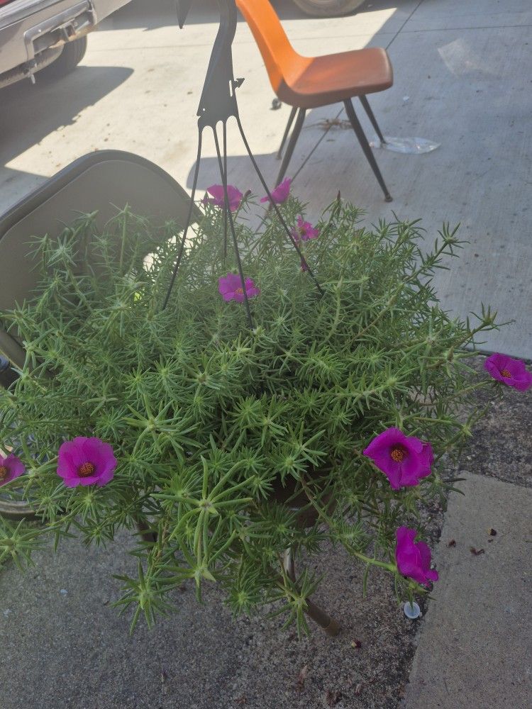 Masetas Colgantes (Hanging Flower Pots)