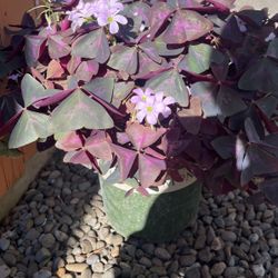 Indoor and Outdoors 