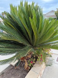 Sago palm tree