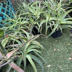 Aloe Plants In One Gallon Pot 