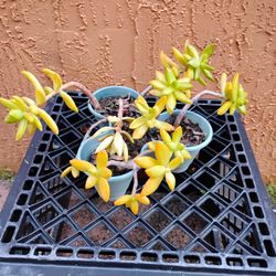 Succulent Plant For $5