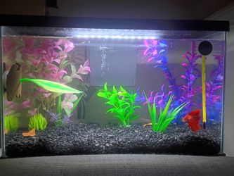 3G Betta Complete Setup — $75 OBO