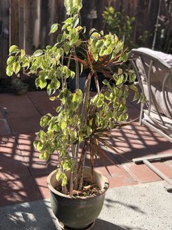 Indoor/ Outdoor Decorative Real Plant