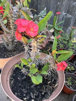 Planta Corona De Cristo