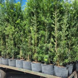 Spectacular Podocarpus Plants For Inmediate Privacy!!! 6 Feet Tall Measurements Over The Pot! Fertilized 