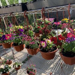 Hanging Flowers 6$ Each 