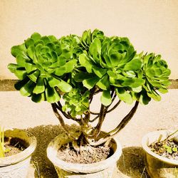 40” Large succulent, large plant ,home decor garden