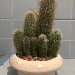 Micranthocereus Cluster Cactus – Brazilian Columnar, Hand-Potted