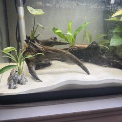 Driftwood/plant Decor