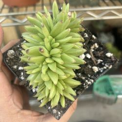 Rare Crested Agavoide 