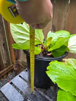 Pigsqueak (bergenia) -$5