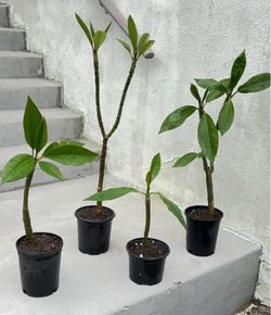 Plumerias 4 Sale In a One GallonPlastic Pot