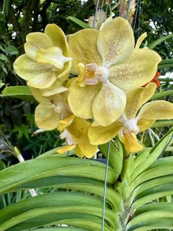 Vanda Orchid 