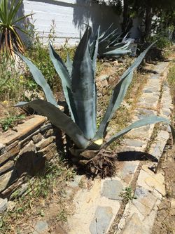 century plant