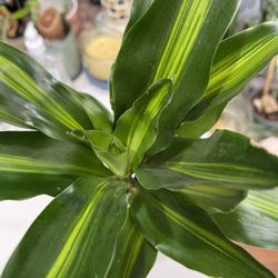 Dracaena Cinthoi Cane In 4 Inches Pot, 16 Inches Tall