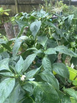 Beautiful, Healthy And Blooming Red Pepper Plant 