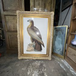 Great American Sea Eagle Engraving Nicely Framed 