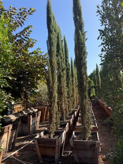 Huge Italian cypress 12’-14’ tall